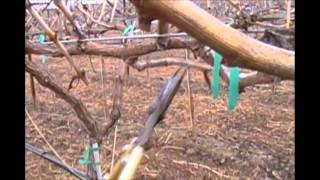 How to Prune a CordonStyle Grapevine [upl. by Eibur433]