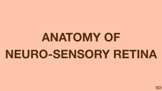 Retina Session 02 Anatomy of Neurosensory Retina [upl. by Ecyrb]