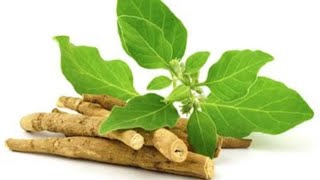 Discover 10 Astonishing Ashwagandha Benefits You Need To Know 🌿✨ [upl. by Landre540]