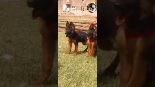 German Shepherd puppies male and female [upl. by Tripp]