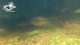 Jewels of Oyapock River with Guyane Wild Fish Association [upl. by Dorran]