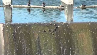 Mother duck with babies falling down [upl. by Stavro]