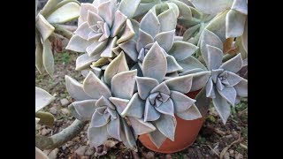 Cultivo del Graptopetalum paraguayenseMadre perlaPlanta fantasma GraptopétaloSedum weinbergii [upl. by Koralle]