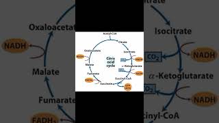 Krebs cycle [upl. by Nuajed]