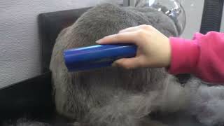 The BEST deshedding brush  Must have for pet owners [upl. by Hoshi236]