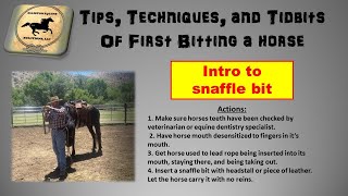 How to Introduce a Bit to a Horse for the First Time [upl. by Gerard]