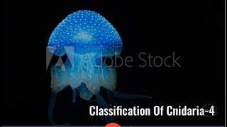 Classification of Cnidaria Anthozoa Scyphozoa Hermit crabsea anemone NEET [upl. by Terrell]