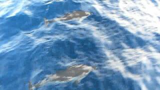 DELFINES EN PALAMÓS [upl. by Aleyak]