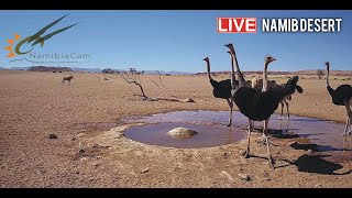 Namibia Live stream in the Namib Desert [upl. by Ailahs771]