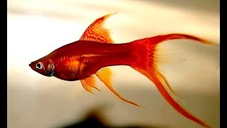 LongFin Swordtail Fish HiFin Lyretail Swordtails [upl. by Alol]