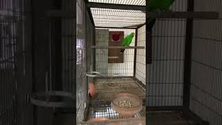 Beautiful Electus electus birds foryou shortvideos parrot viralvideos birdslover viralvideos [upl. by Stag277]