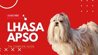 Lhasa Apso The Complete Guide In Hindi [upl. by Llenehc110]