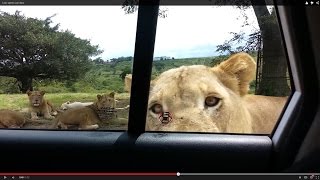 Lion opens car door [upl. by Esoranna]