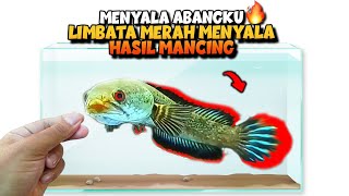 MENYALA ABANGKU 🔥 SPOT TERSEMBUNYI Ini Sarang LIMBATA Rim MERAH MENYALA [upl. by Annoval]