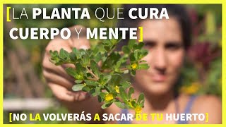 SUPERALIMENTO 🌱 MEDICINAL Propiedades Usos Beneficios Recetas [upl. by Conover]