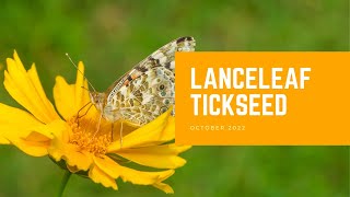 Lanceleaf Tickseed  Plant of the Month [upl. by Nhguav]