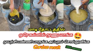 எல்லாமே இந்த ஒரே உரத்தில் 🤔 இப்படி பயன்படுத்தி பாருங்கள் garden maadithottam மாடிதோட்டம் [upl. by Aremihc]