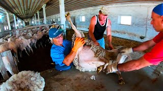 Awesome Shearing Of a Huge Overgrown Sheep  Satisfying Sheep Shearing [upl. by Rinna]