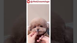 Shih Tzu Grooming HACKS You NEED to Know pets grooming dogbreed groomingtime puppy shihtzu [upl. by Nnyrb]