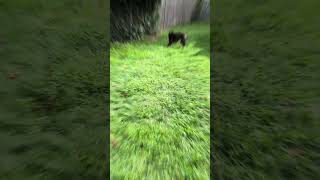 shorts borador puppy doglover doglife labrador bordercollie weekendvibes doggo [upl. by Etteve606]