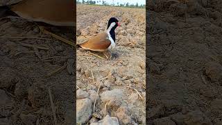 Red Wattled Lapwing Tatiri Life Style in the Desert [upl. by Quin]