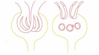 Mesangial cells  anatomy and function [upl. by Dnomra]