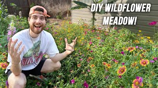 How To Create A Wildflower Meadow in 1 Year Native Garden Makeover DIY No Lawn [upl. by Isawk888]