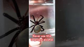 Never use this isopropyl alcohol 😱🫣🕷️ [upl. by Kind]