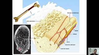 Aula Histologia Tecido Osseo [upl. by Toolis255]