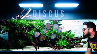 Wonderful Planted Aquarium With Discus Fish And Lots Of Green [upl. by Les]