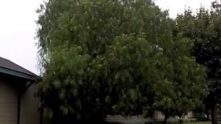 Schinus molle  California Pepper tree [upl. by Blanch]