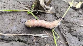 The Hawk moth  Kukadnakhi Jitendra Pawar  Amit Rana 🌱 [upl. by Juli910]