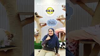 Soft Opening Kopi Cat Cafe by Groovy Surabaya [upl. by Elyak]