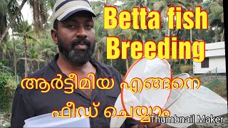 BettafishBreedingKerala [upl. by Halona]