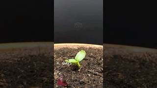 Sunflower seeds grow in 83 day 33 second plants timelapse trending [upl. by Ahsiuqal142]