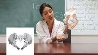 Female pelvis  Anatomy  Diameters  Landmarks  Obstetric significance [upl. by Alfred]