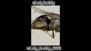 House Fly Sings in F MajorHouseFly Fmajor InsectMusic [upl. by Aseneg482]