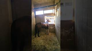 Horse in his ice boots horse horseracing equestrian [upl. by Burd]