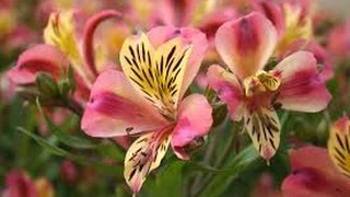 How to Grow Alstroemeria  Astromelia Flower  English Subtitles  TvAgro por Juan Gonzalo Angel [upl. by Shiller]