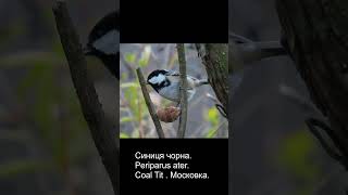 Синиця чорна Periparus ater Coal Tit Московка [upl. by Raasch]