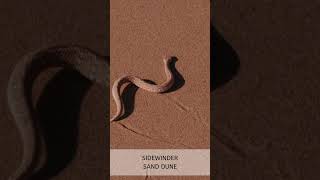 Sidewindersnake sand dune [upl. by Kruger829]