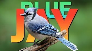 Blue Jay in 17 Fascinating Facts [upl. by Iphigeniah]