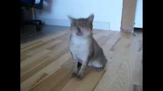 Epileptischer Anfall Katze Lila 1MOV [upl. by Lauren]