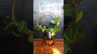 Philodendron Perfection Creating a Round Trellis with Wild Vines [upl. by Lorrimer]