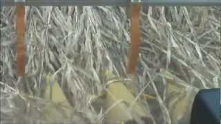 Reichhardt Row Guidance in Downed Corn [upl. by Marmaduke]