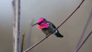 Annas Hummingbird Singing [upl. by Berthoud]