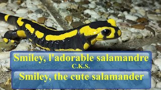 🦎☔ Smiley ladorable salamandre  Smiley the cute salamander  CKS asmr salamander nature 🌗 [upl. by Ahsikram866]