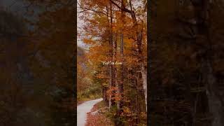 Fell in love with autumn in europe naturelovers europe trending viralvideo slovenia travel [upl. by Caines]