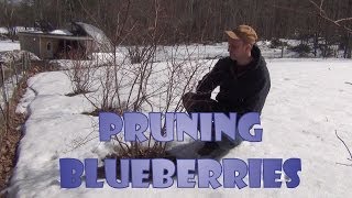 How To Trim Blueberry Bushes [upl. by Llenwahs578]