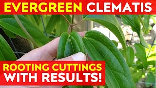 How to Root Evergreen Clematis Cuttings  Propagating Clematis [upl. by Burget]